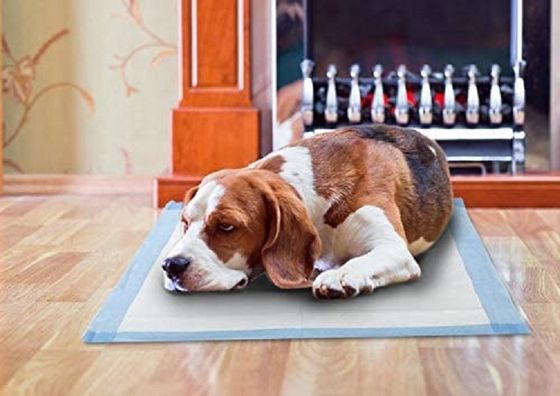 Pad per l'incontinenza, coperture da letto e pad per l'addestramento dei cuccioli con campioni offerti gratuitamente